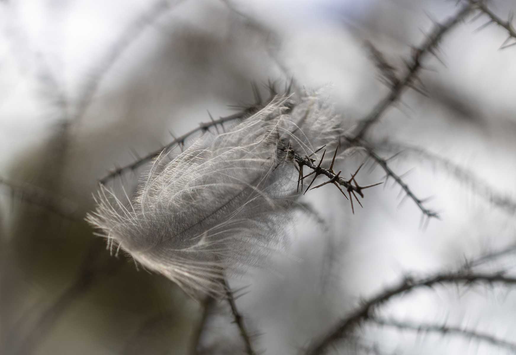 The Struggle - Colleen Hope